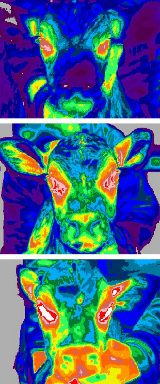 Thermography can reveal various stages of BRD. From top to bottom: thermographs of a healthy calf; calves with symptoms of early stage; and late stage BRD.